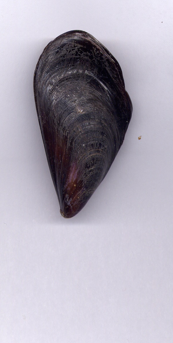 Mytilidae mytilus galloprovincialis forma tetratologica